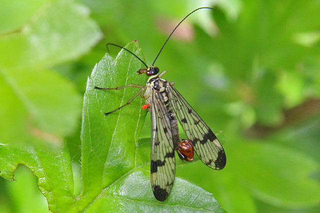 Schorpioenvliegen (Mecoptera)